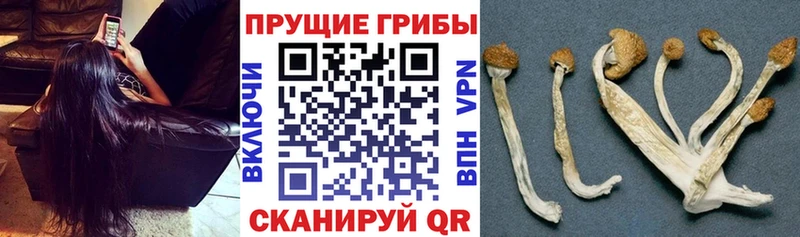 купить   Афипский  Псилоцибиновые грибы MAGIC MUSHROOMS 